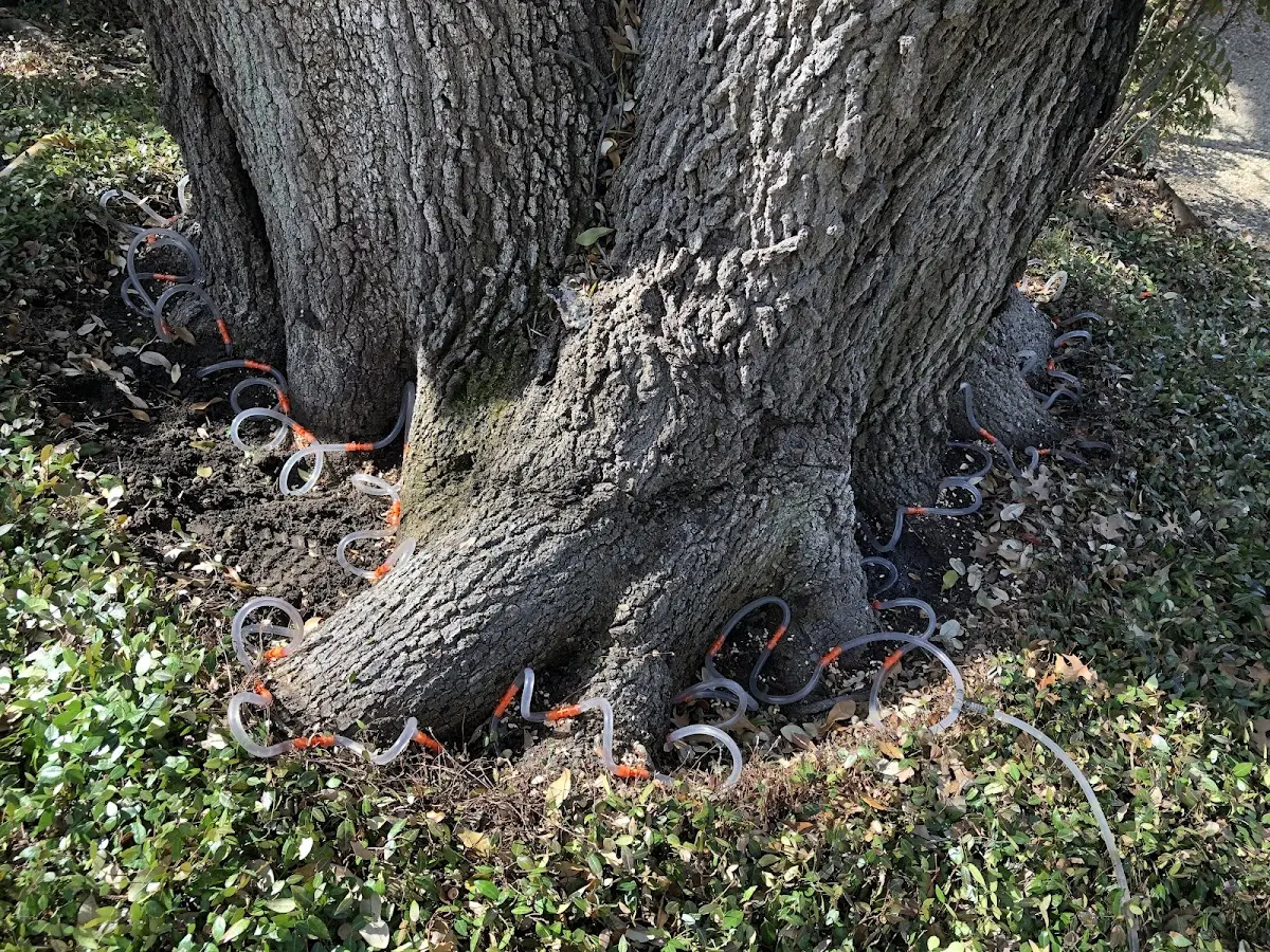 Detailed Tree Cabling and Bracing job site in Hot Sulphur Springs