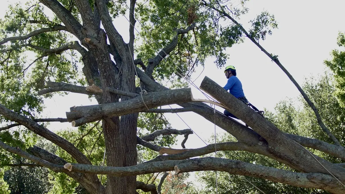Professional Hazardous Tree Removal performed by certified arborists in Hot Sulphur Springs