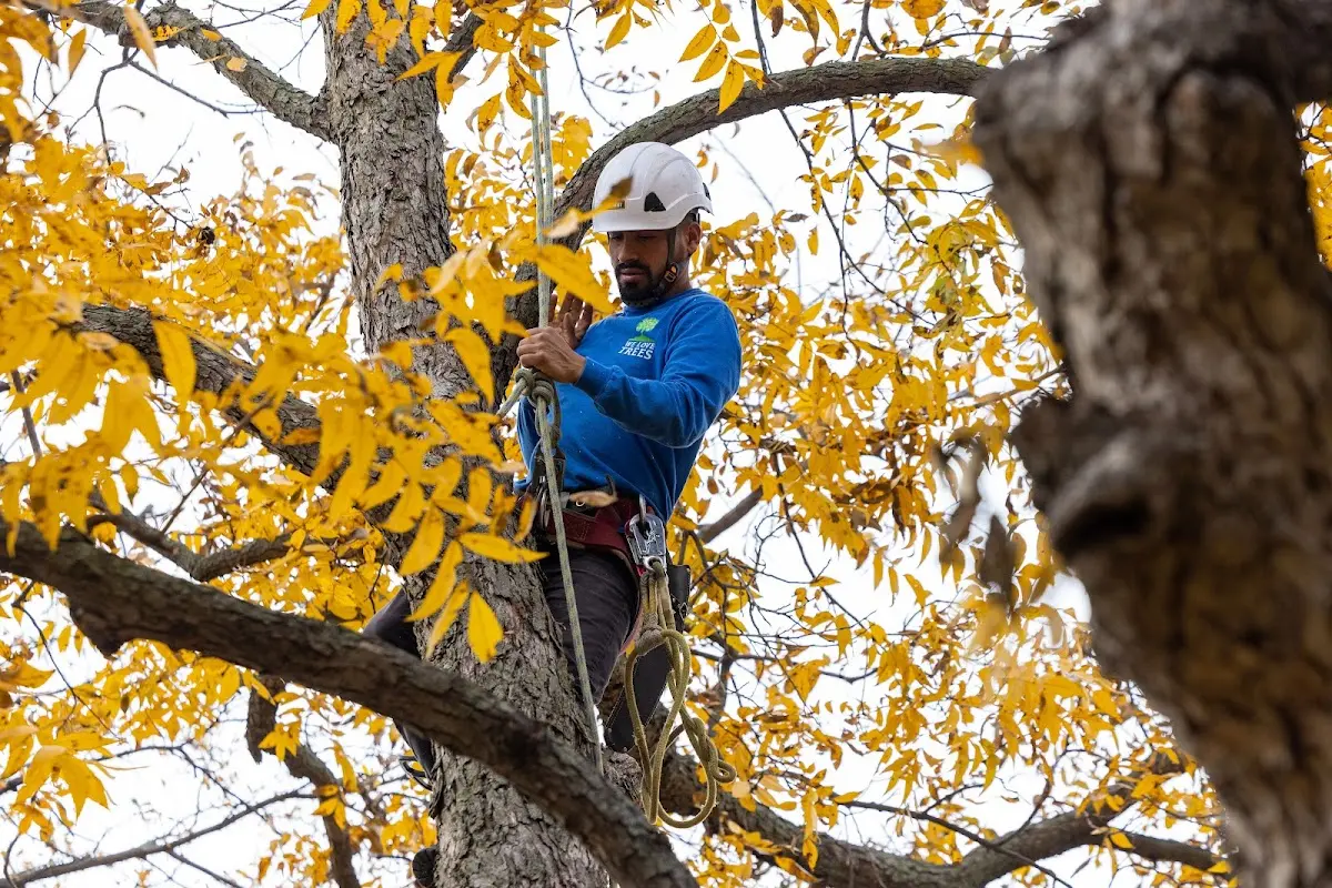Skilled Tree Pruning crew working in Hot Sulphur Springs